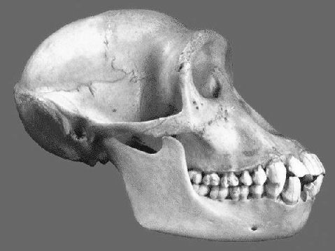 Chimpanzee skull